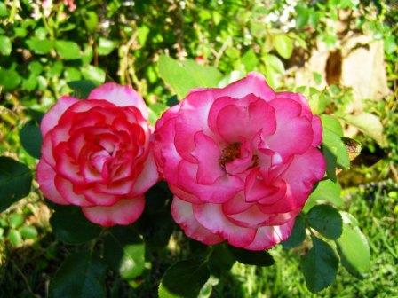 More of the Carnation like Nicole Roses